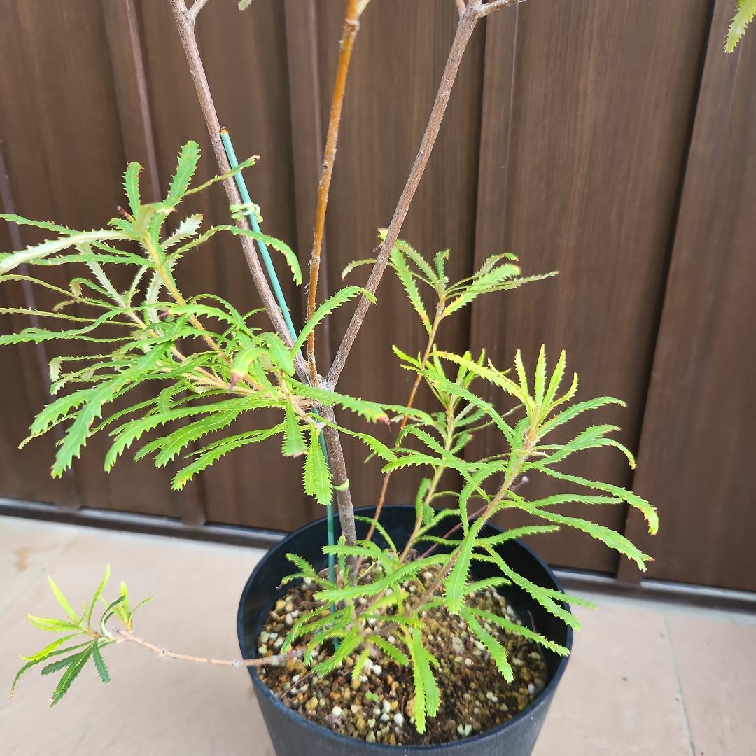 ワイルドフラワー　ヘアピンバンクシア　スピヌロサ　鉢植え　苗　ドライガーデン