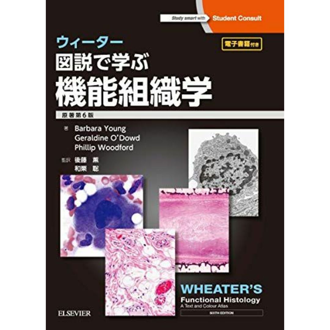 ウィーター 図説で学ぶ機能組織学 原著第6版