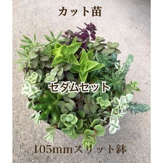 多肉植物　セダムセット♡ベッラディンヴェルノ入り(お任せ)(その他)