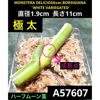 A57607／最高級✨️超極太ハーフムーン茎／斑入りモンステラ(その他)