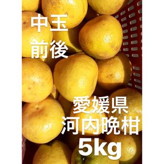 愛媛県産　宇和ゴールド　河内晩柑　5kg(フルーツ)