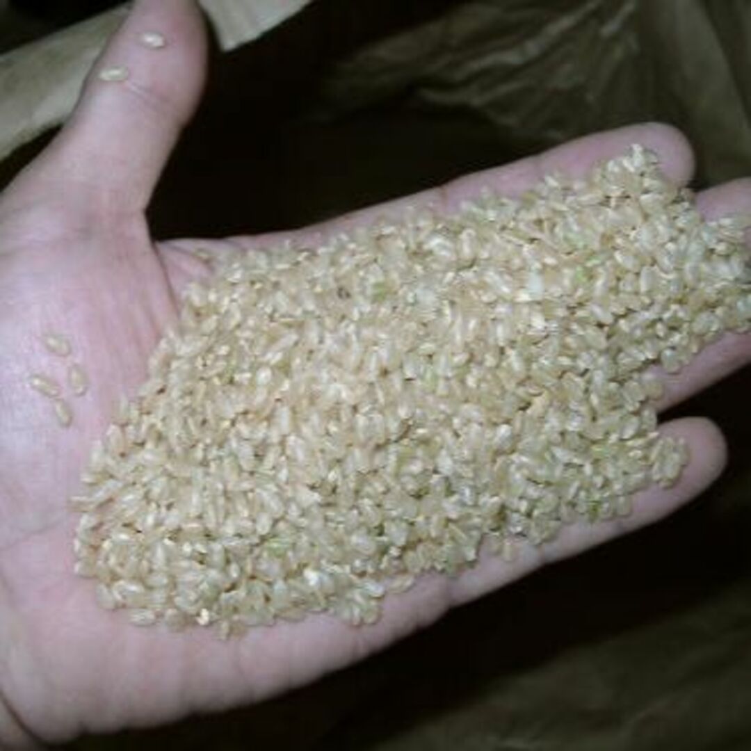玄米15kg（5kg×3袋）令和５年産新米ミルキークイーン　精米・分搗き米対応の通販　MARSHY's　by　shop｜ラクマ