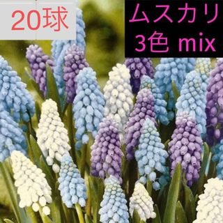 ヨハネパウロ2世様♡専用！　ムスカリ　球根　3種類　mix 20球　混合(その他)