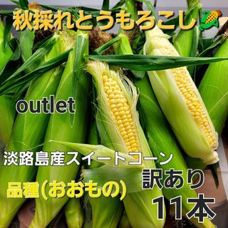 淡路島産秋採れとうもろこし🌽品種(おおもの)訳あり11本(野菜)