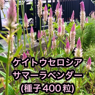 【ケイトウセロシア】サマーラベンダー種子400粒(その他)