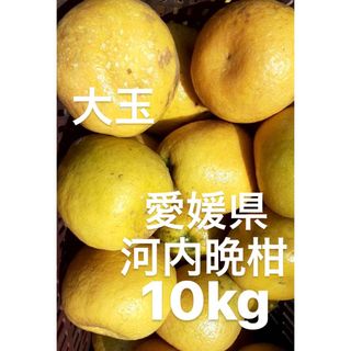 愛媛県産　宇和ゴールド　河内晩柑　10kg(フルーツ)