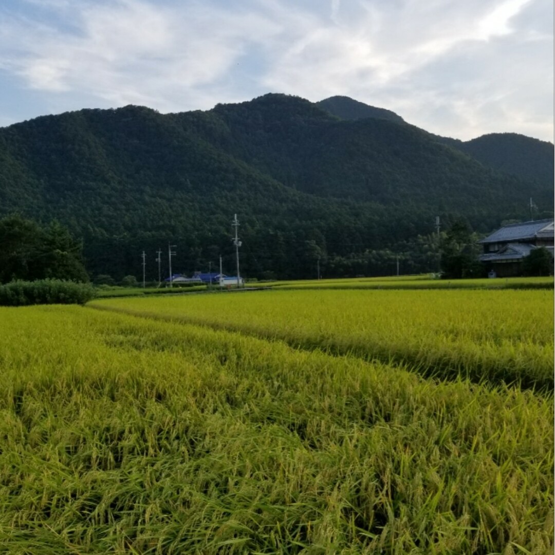 令和5年 兵庫県丹波産 農薬、除草剤不使用 新米コシヒカリ20キロ