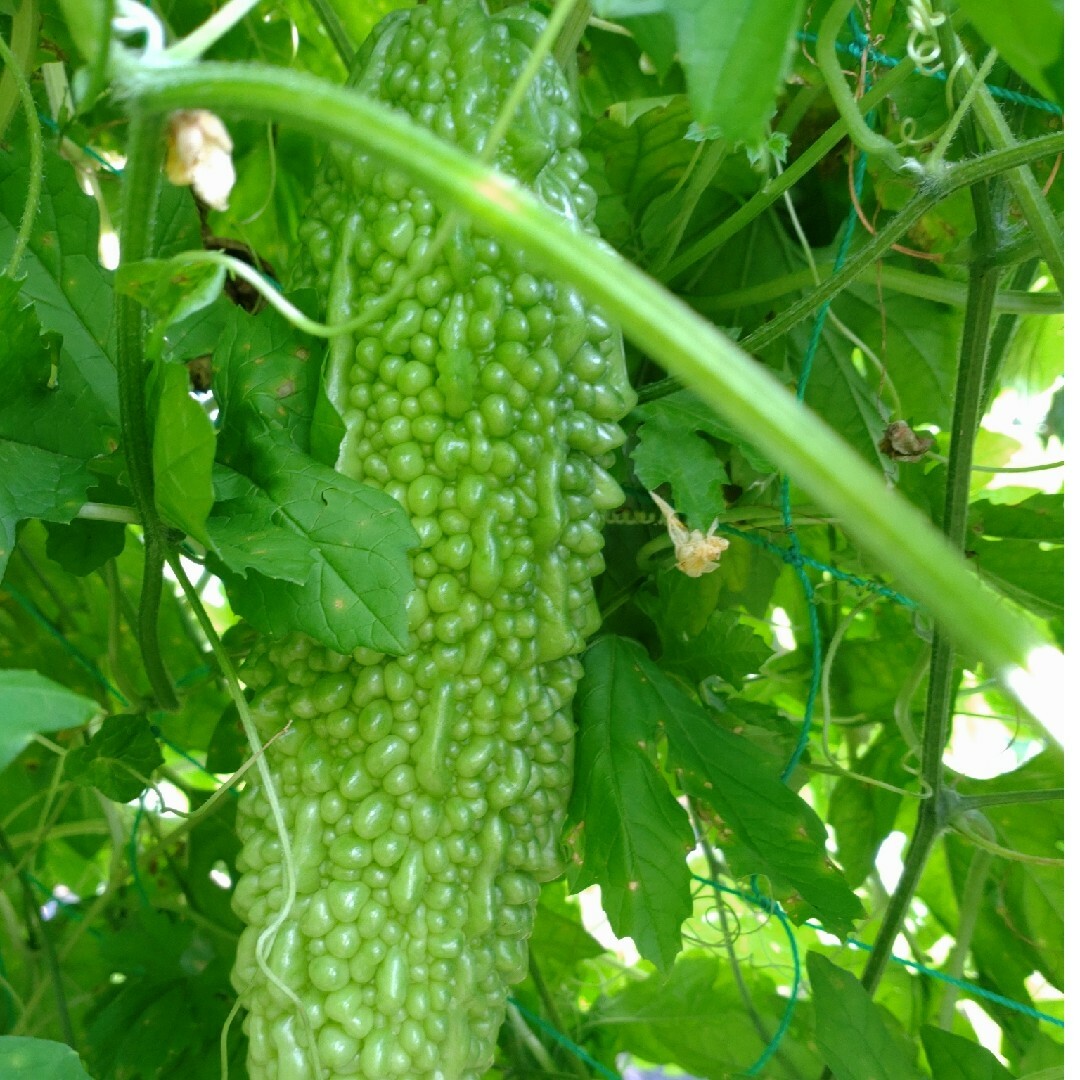 ゴーヤの種15粒　無農薬栽培 食品/飲料/酒の食品(野菜)の商品写真