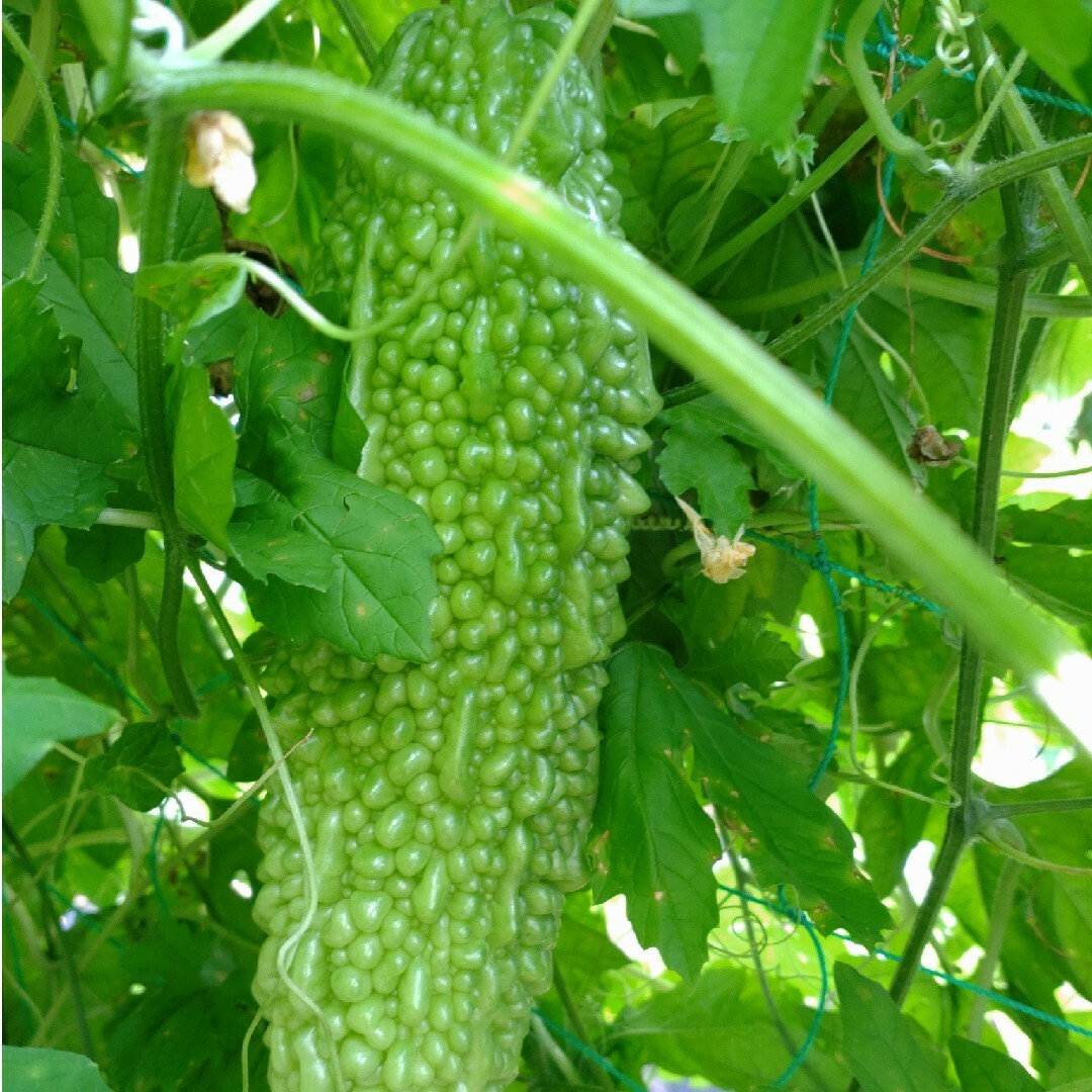 ゴーヤの種15粒　無農薬栽培 食品/飲料/酒の食品(野菜)の商品写真