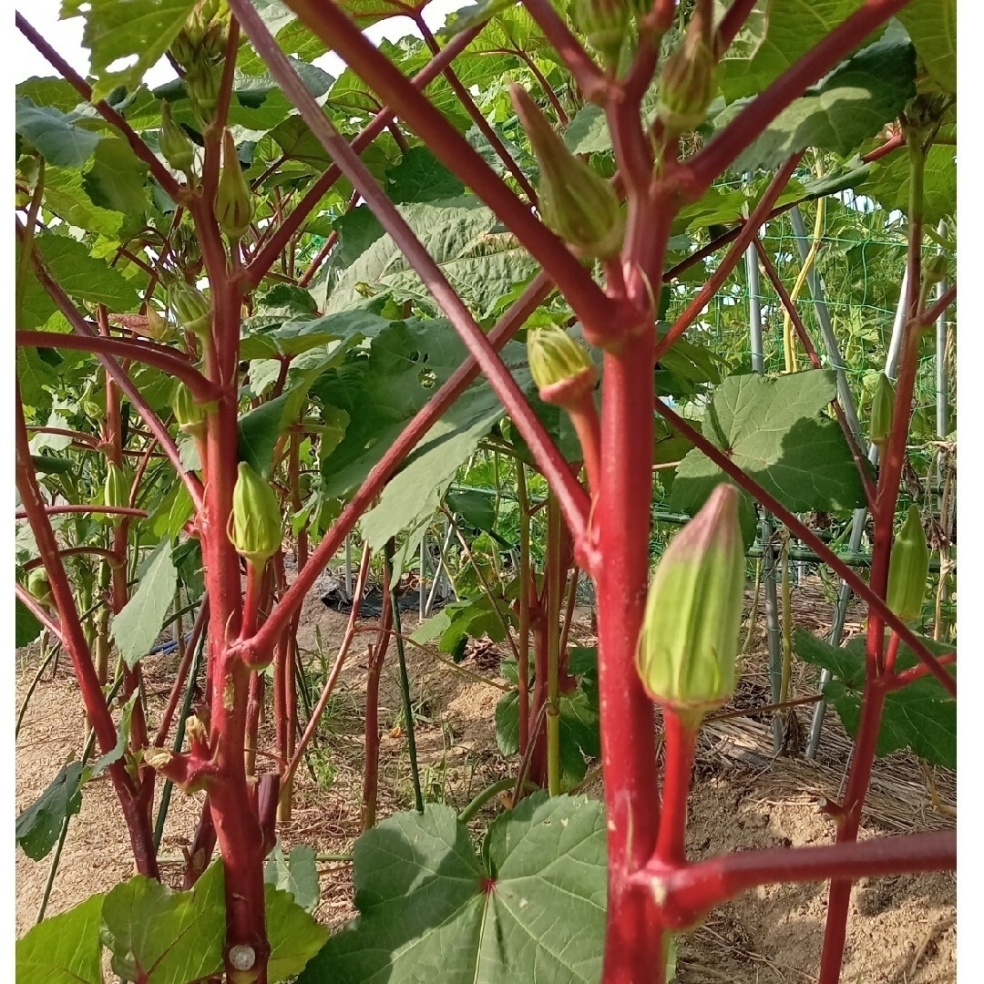 無農薬野菜　野菜詰め合わせ（80サイズ）５kg 食品/飲料/酒の食品(野菜)の商品写真