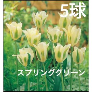 チューリップ　球根⭐︎スプリンググリーン　5球(プランター)