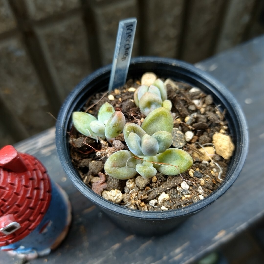 メルヘン 韓国苗 カット苗 多肉植物