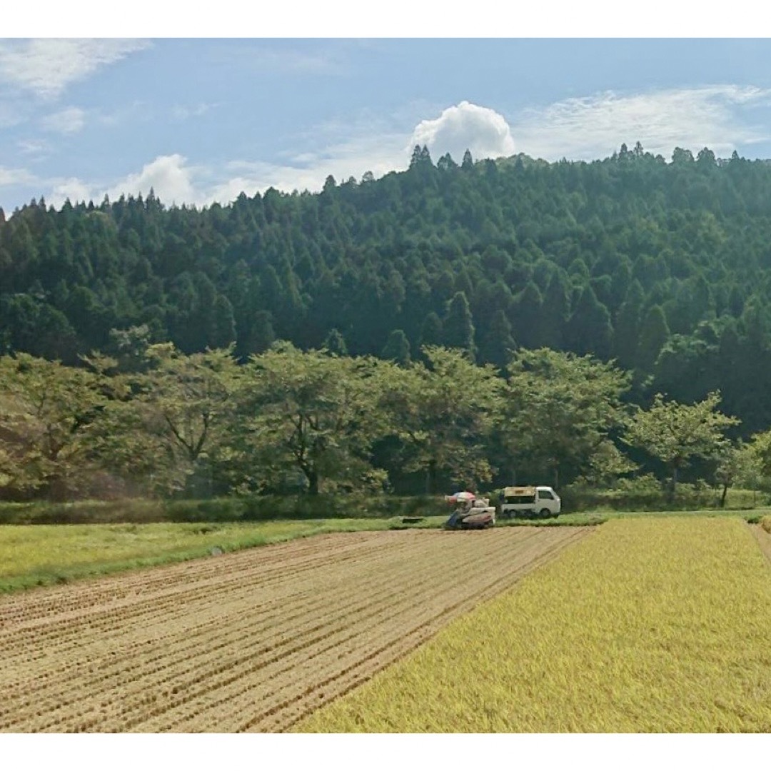 産地直送　コシヒカリ100%　近江米　白米30kg　滋賀県産　米/穀物　令和5年産　新米