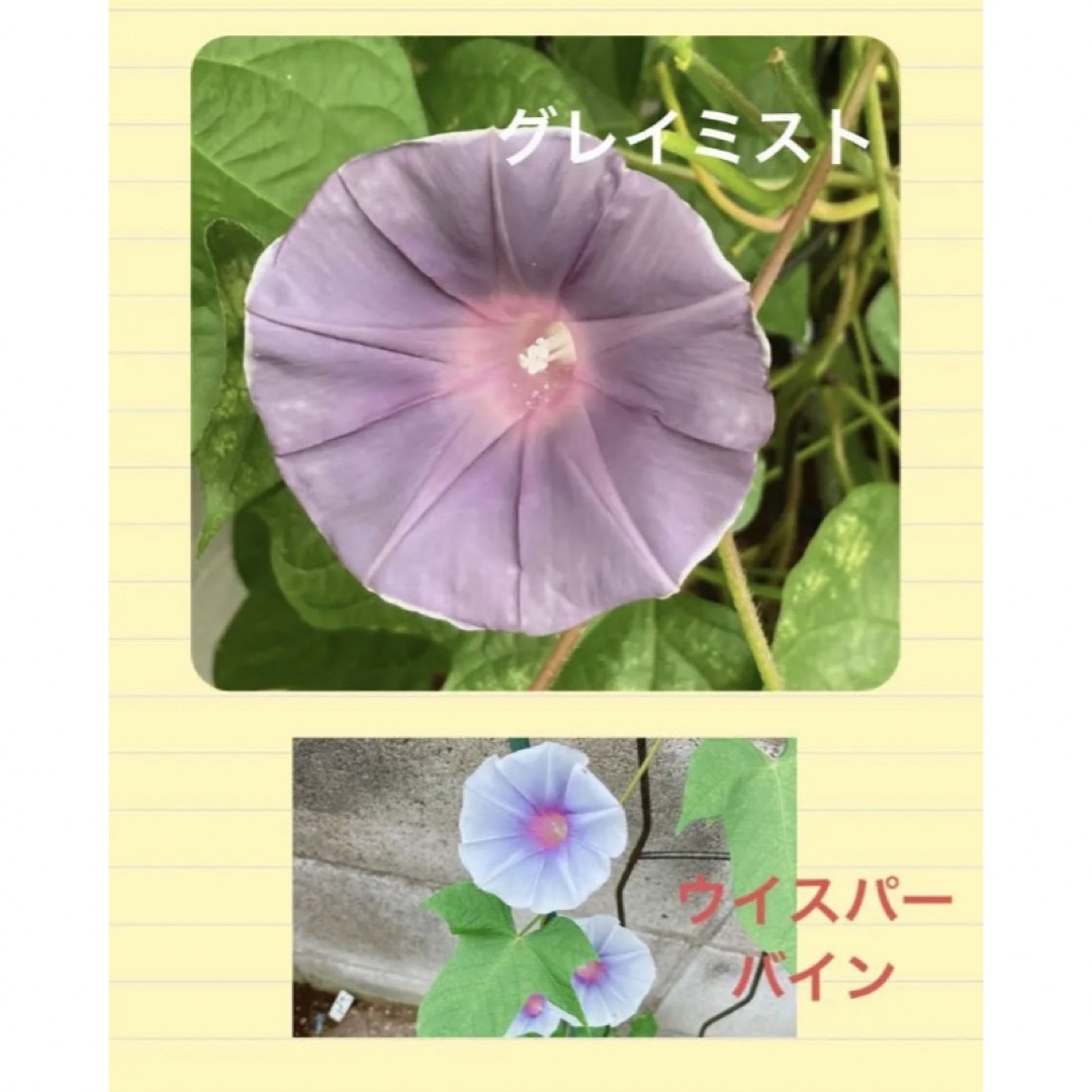 takayama様　種と朝顔リース土台　 ハンドメイドのフラワー/ガーデン(リース)の商品写真