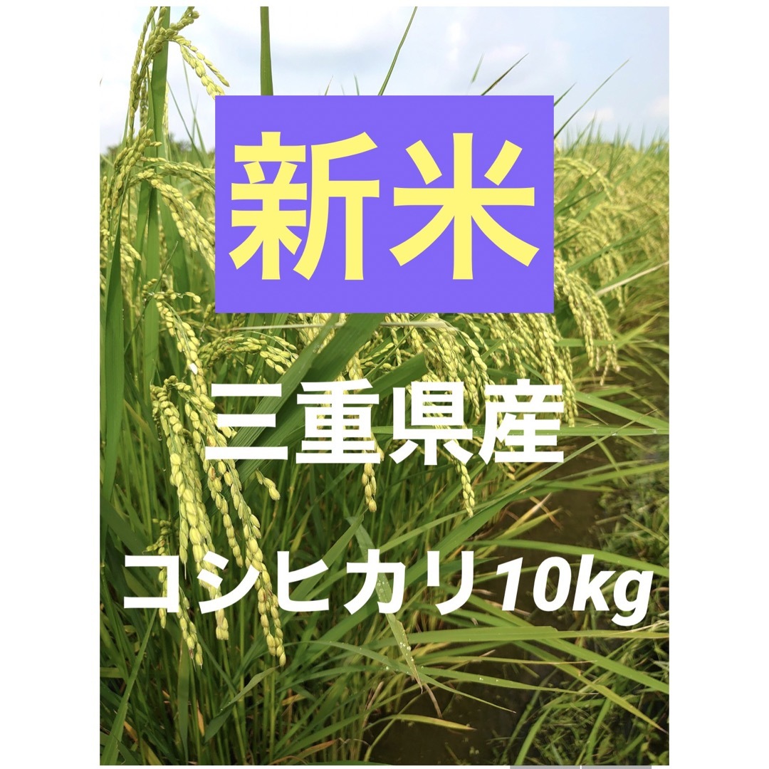 新米 お米 令和５年  三重県産 コシヒカリ 白米１０kg【一等米】