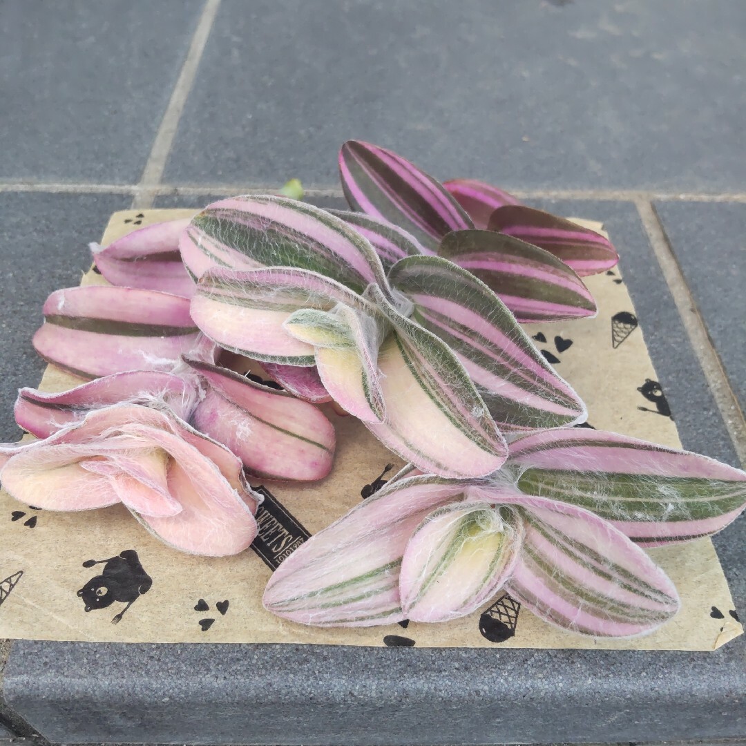 多肉植物   白絹姫錦   3カット ハンドメイドのフラワー/ガーデン(その他)の商品写真