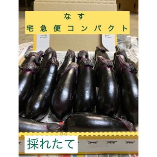 【本日の特別価格】ナス　なす　茄子　宅急便コンパクト　採れたて(野菜)