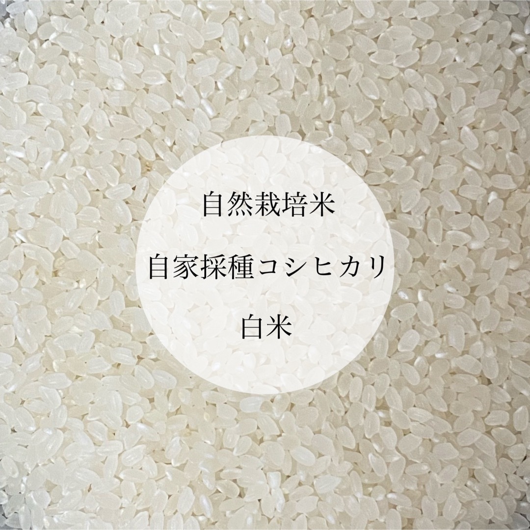 令和5年新米 自然栽培米コシヒカリ 玄米5kg 農薬不使用・肥料不使用