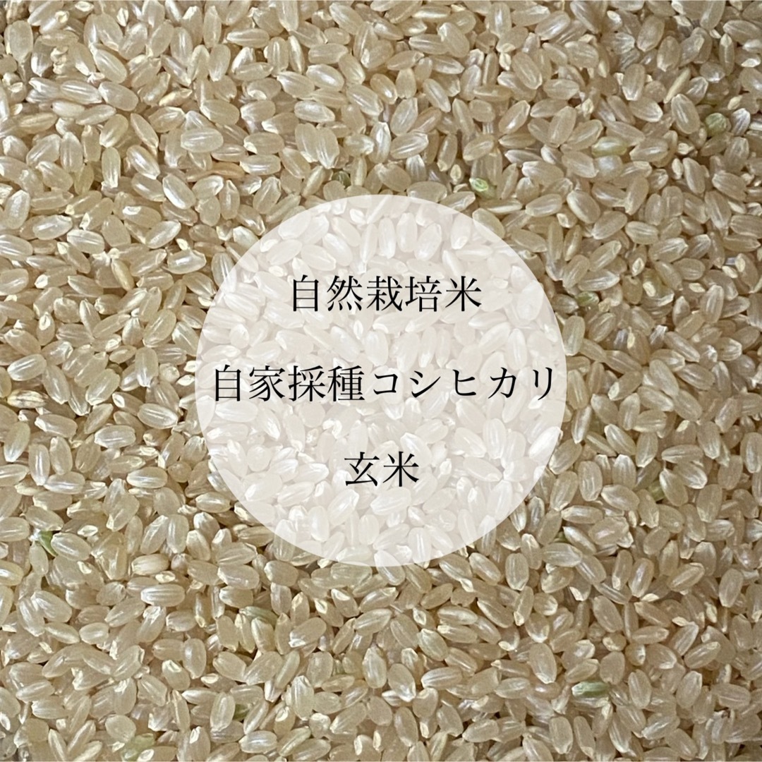 令和5年新米コシヒカリ　農薬不使用　玄米20キロ