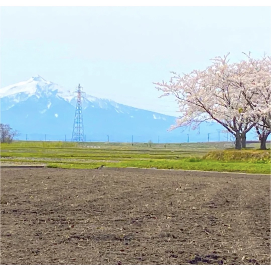 【令和5年新米】まっしぐら　5kg 青森米　桜 食品/飲料/酒の食品(米/穀物)の商品写真