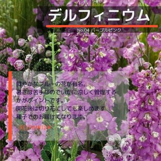ゆうパケット　デルフィニウム☆パープルピンク☆種子15粒(その他)