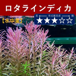 ロタラインディカ　無農薬　水中葉　水草(アクアリウム)