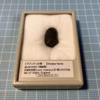 イグアノドンの骨　化石　恐竜(その他)