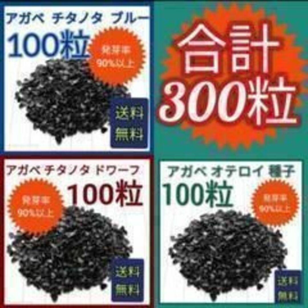 アガベ　チタノタドワーフ 100粒　チタノタブルー100粒 オテロイ 100粒