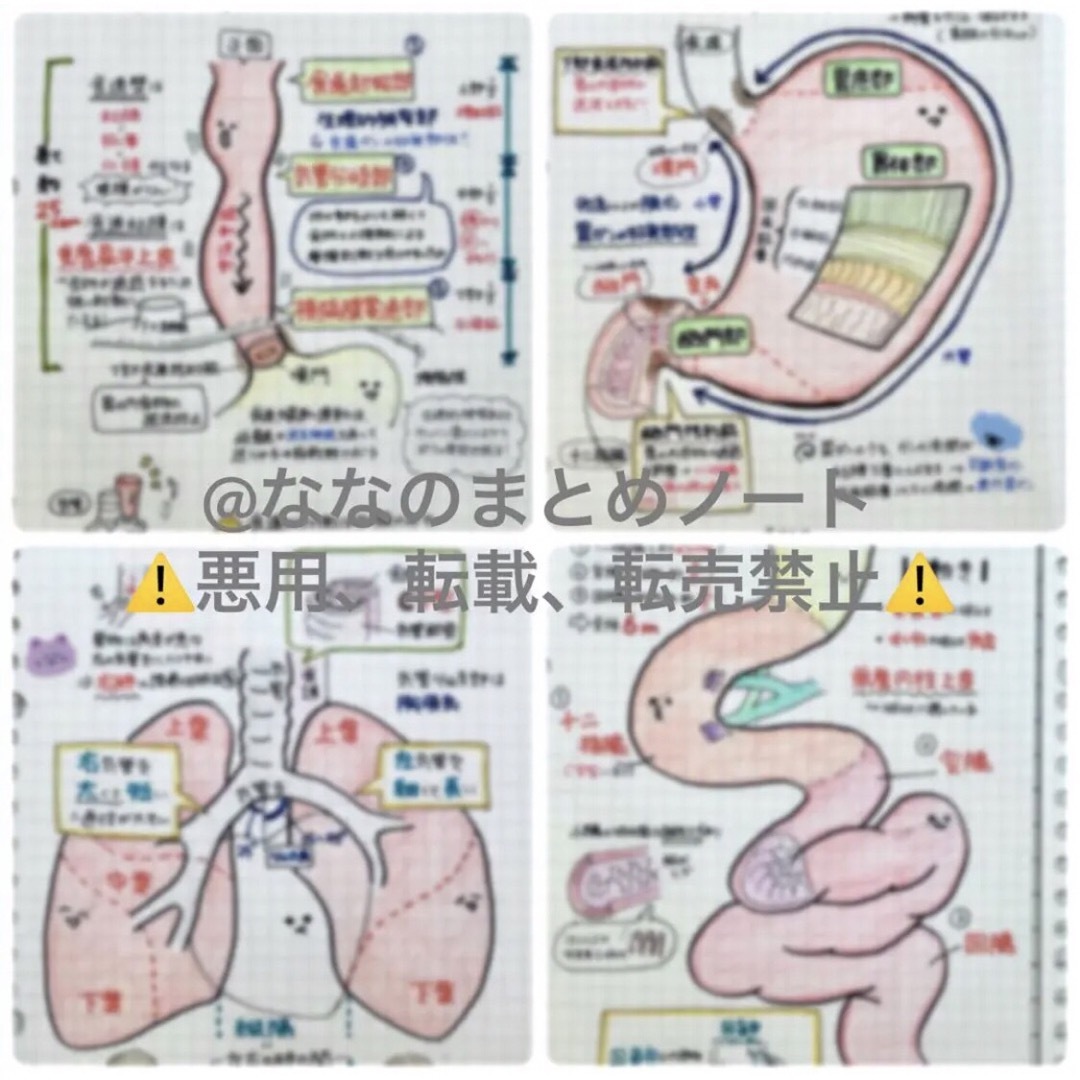 解剖生理+重要項目+頻出疾患まとめノート 3セット 4