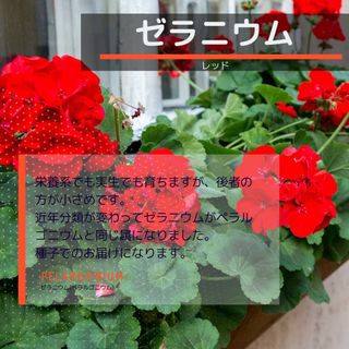 5ページ目 - フラワー/ガーデン(レッド/赤色系)の通販 10,000点以上