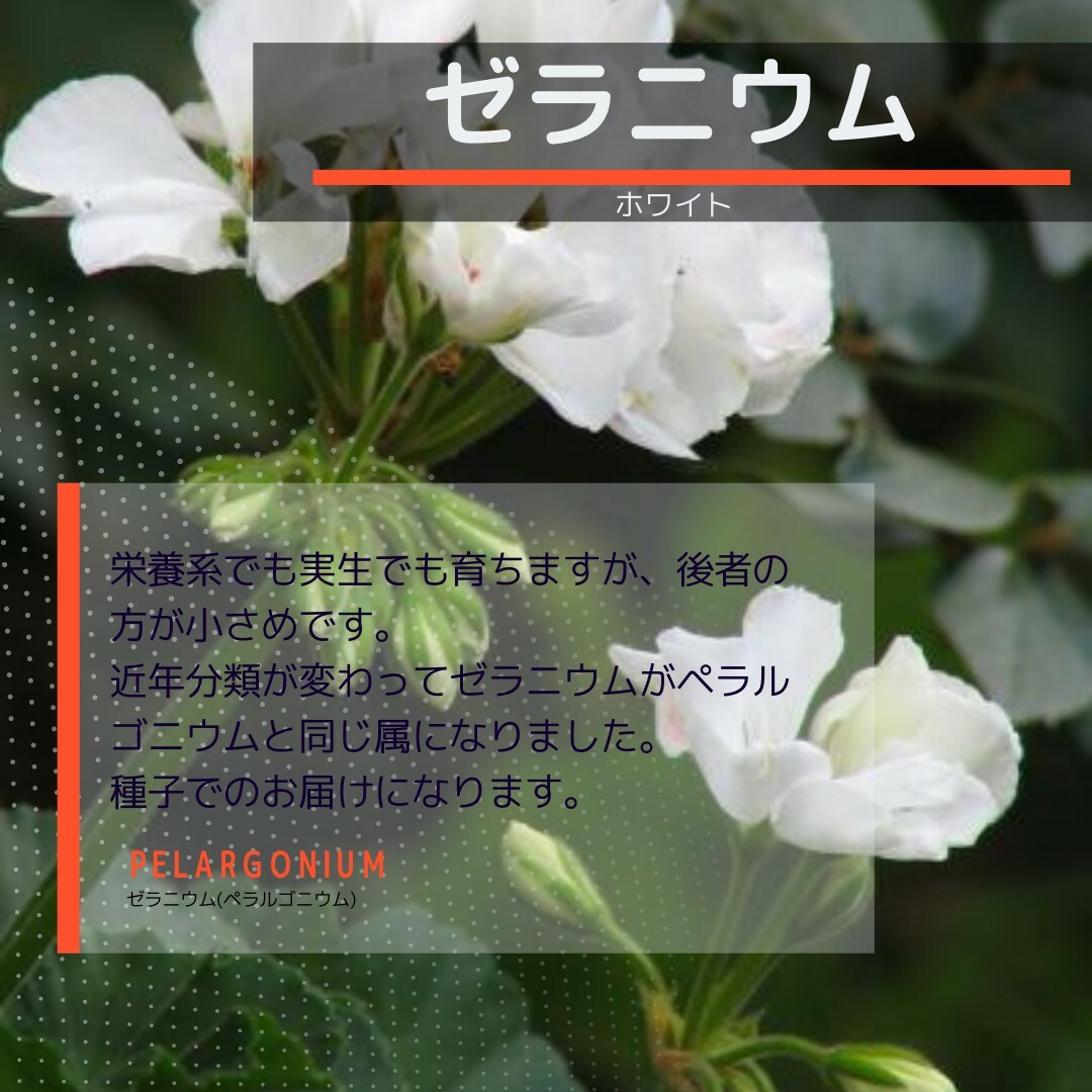 ゆうパケット　ゼラニウム☆ホワイト☆種子12粒 ハンドメイドのフラワー/ガーデン(その他)の商品写真