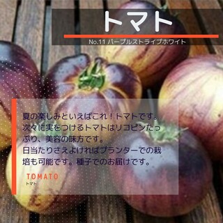 ゆうパケット　トマト☆パープルストライプホワイト☆種子12粒(その他)