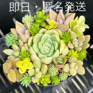 即日　匿名発送　多肉植物　セダムちまちま寄せ植え