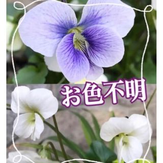 花の種　丸葉スミレ50粒(その他)