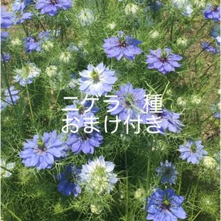 ニゲラ　種　花の種　秋まき(その他)