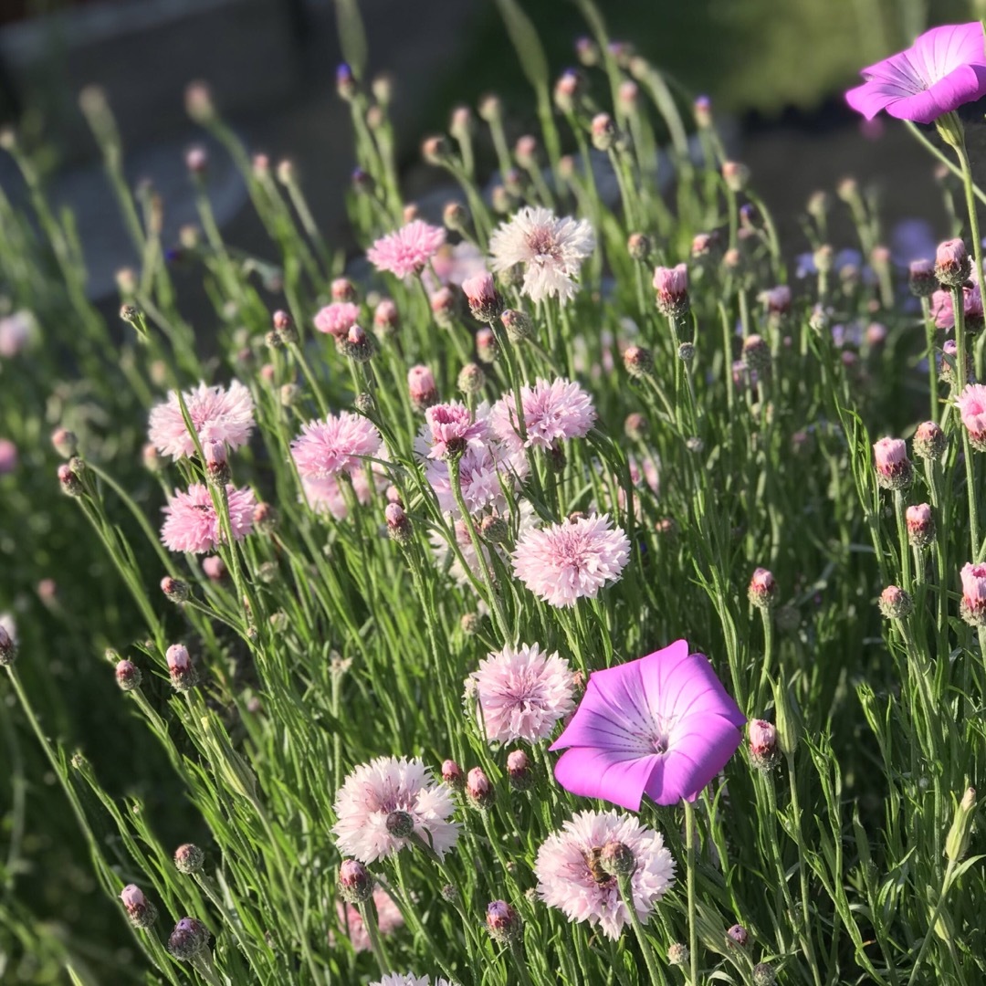 ヤグルマギク　種　花の種　秋まき ハンドメイドのフラワー/ガーデン(その他)の商品写真