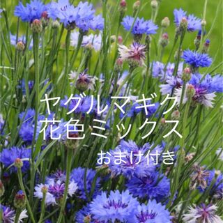 ヤグルマギク　種　花の種　秋まき(その他)