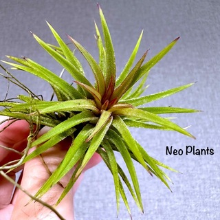 Neo Plants｜フリマアプリ ラクマ