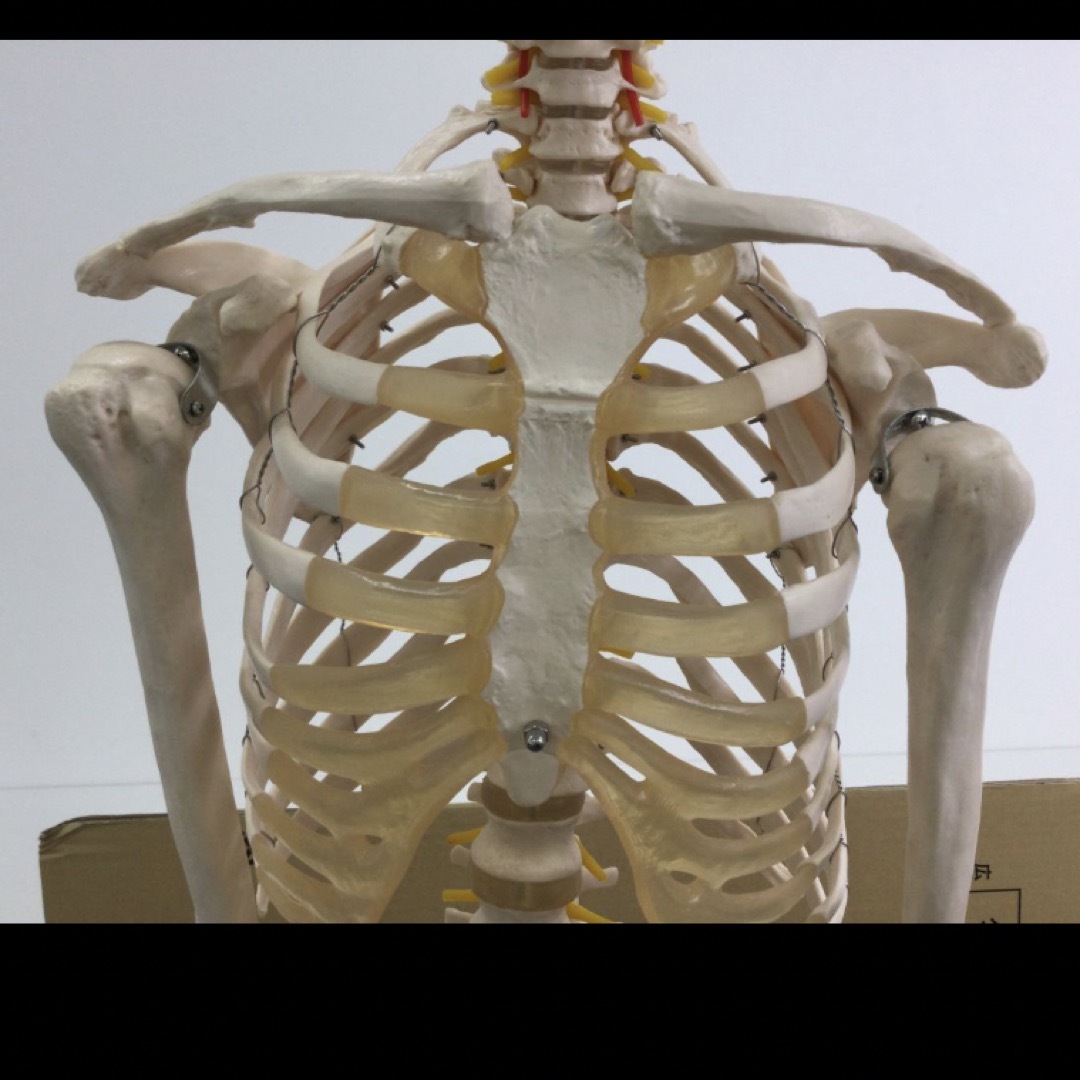人体骨格模型　スタンド付き　人体模型　全身骨格　骸骨　骨格模型 エンタメ/ホビーのおもちゃ/ぬいぐるみ(模型/プラモデル)の商品写真