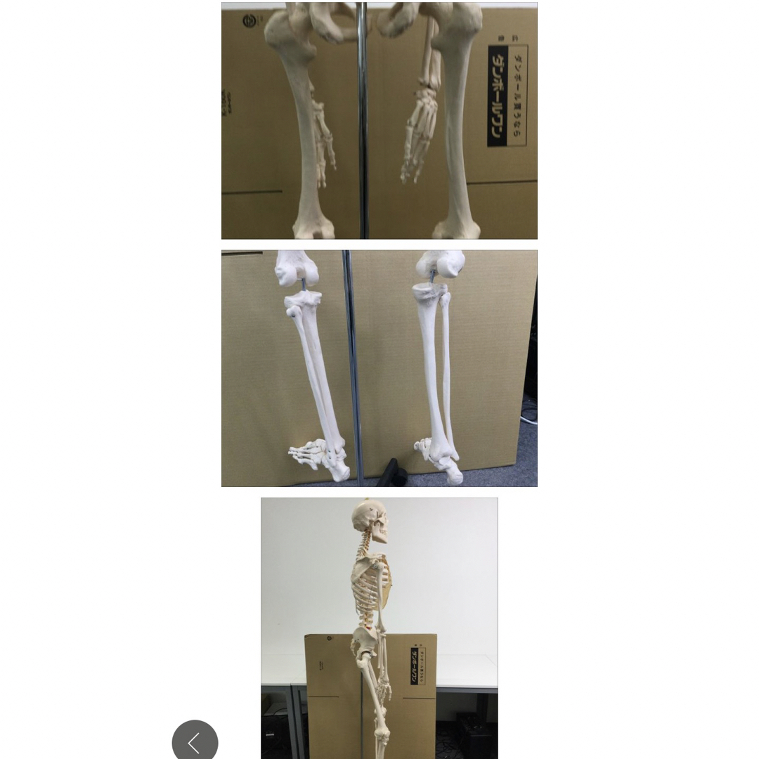 人体骨格模型 スタンド付き 人体模型 全身骨格 骸骨 骨格模型の通販 by