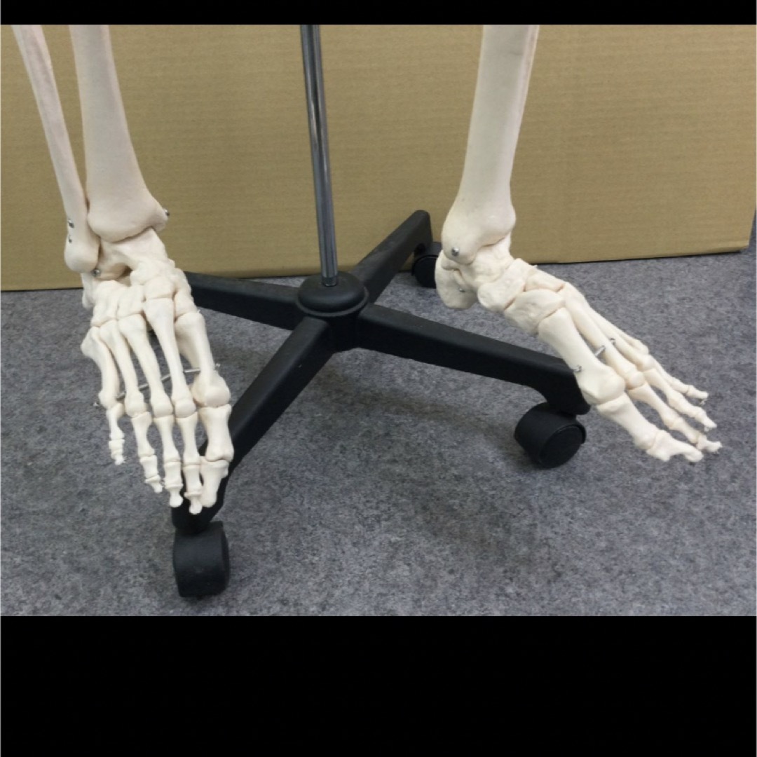 人体骨格模型　スタンド付き　人体模型　全身骨格　骸骨　骨格模型 エンタメ/ホビーのおもちゃ/ぬいぐるみ(模型/プラモデル)の商品写真