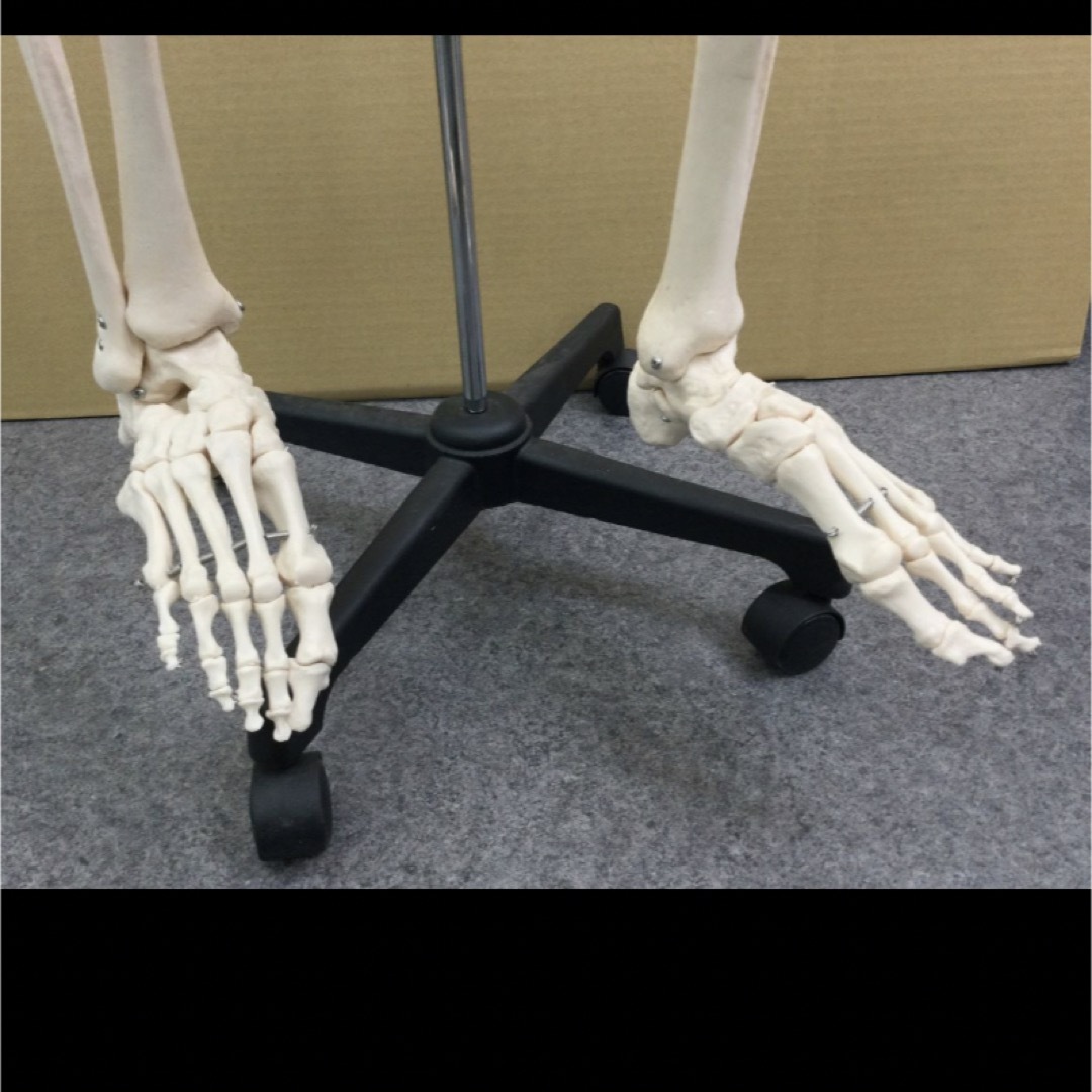 人体骨格模型 スタンド付き 人体模型 全身骨格 骸骨 骨格模型 人体骨格模型 スタンド付き 人体模型 全身骨格 骸骨 骨格模型