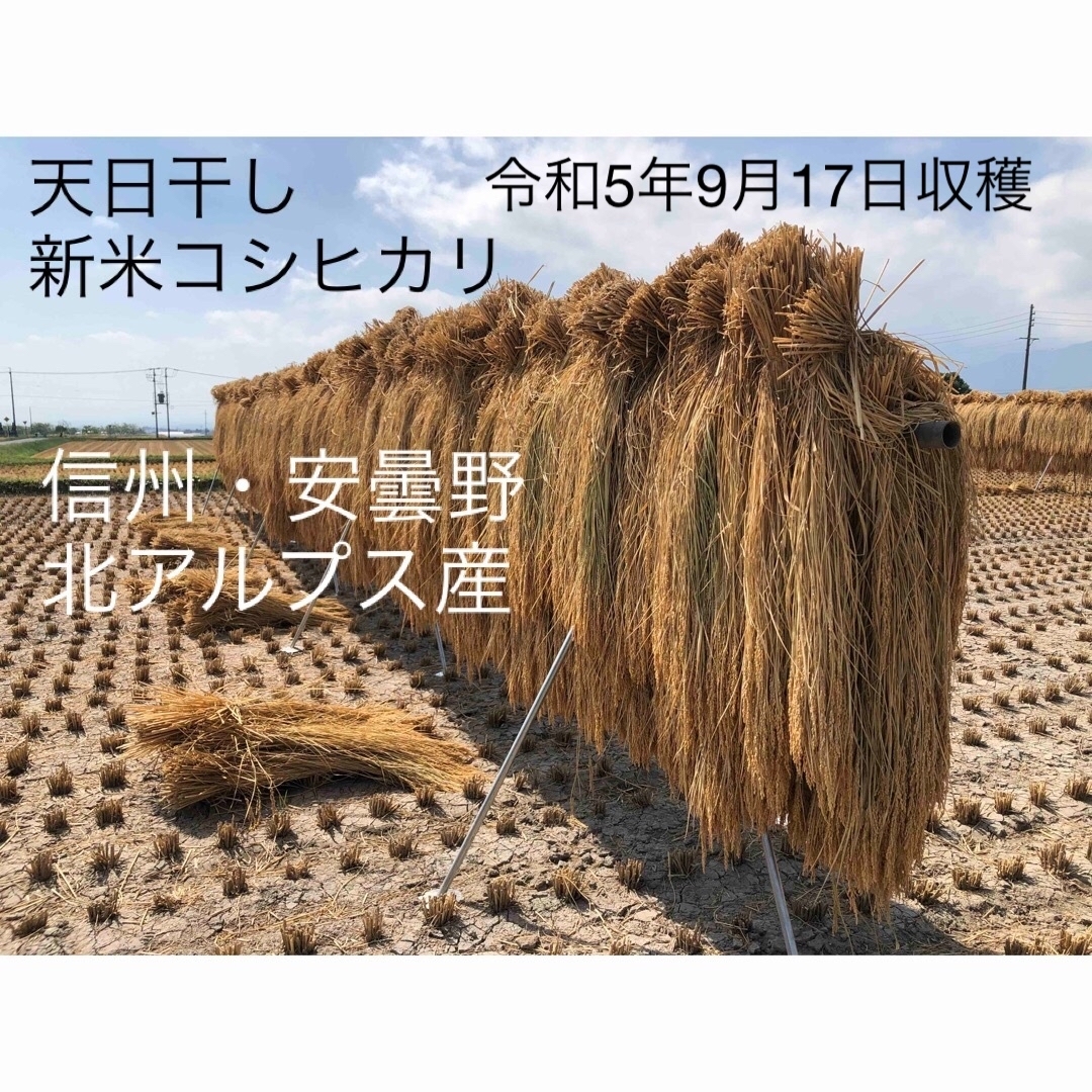 【農薬不使用】天日干し はざかけ コシヒカリ【白米・七分・玄米】20kg