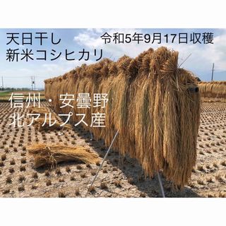 天日干しコシヒカリ20キロ 信州・安曇野・北アルプス産 令和5年収穫-