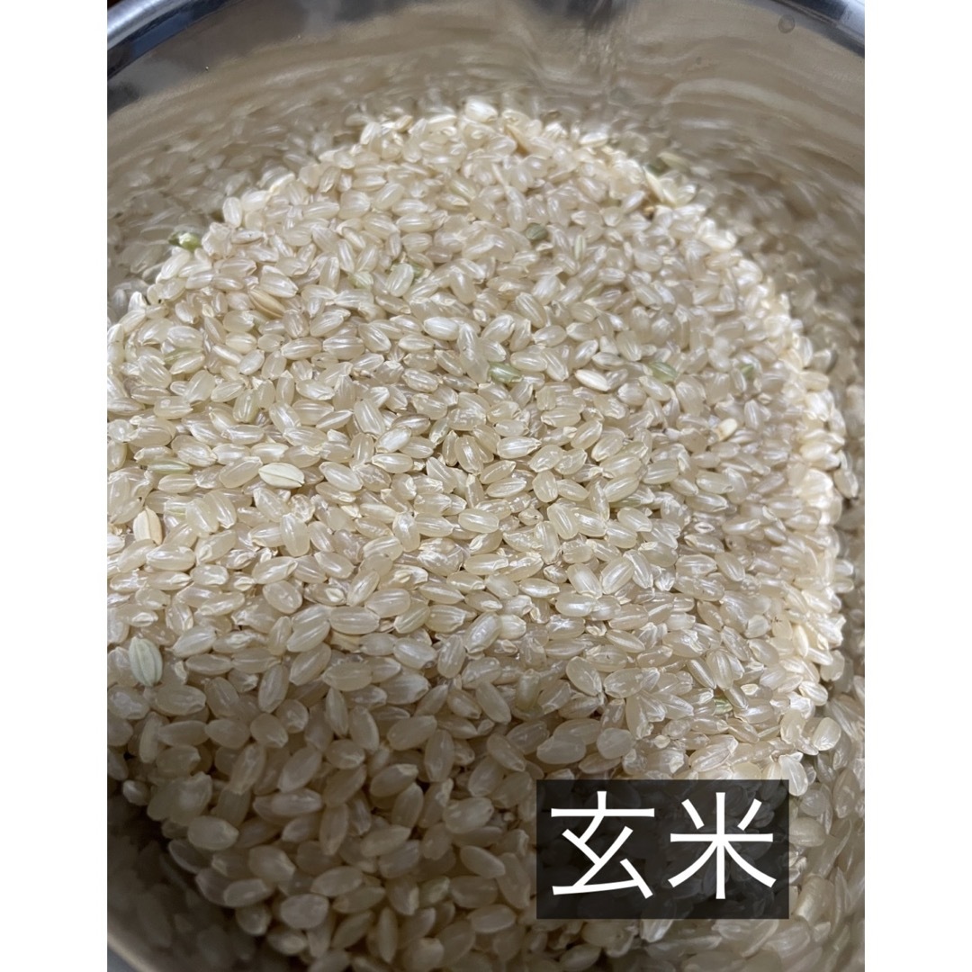 きぬひかり　古米　兵庫県産 食品/飲料/酒の食品(米/穀物)の商品写真