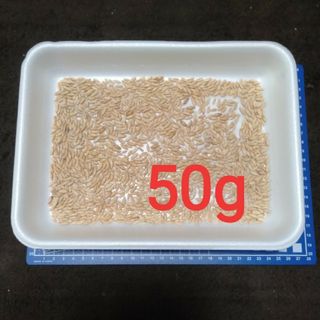 犬猫の好きな草の種　50g　有効期限2025.08 　発芽率９０％以上　エン麦(ペットフード)