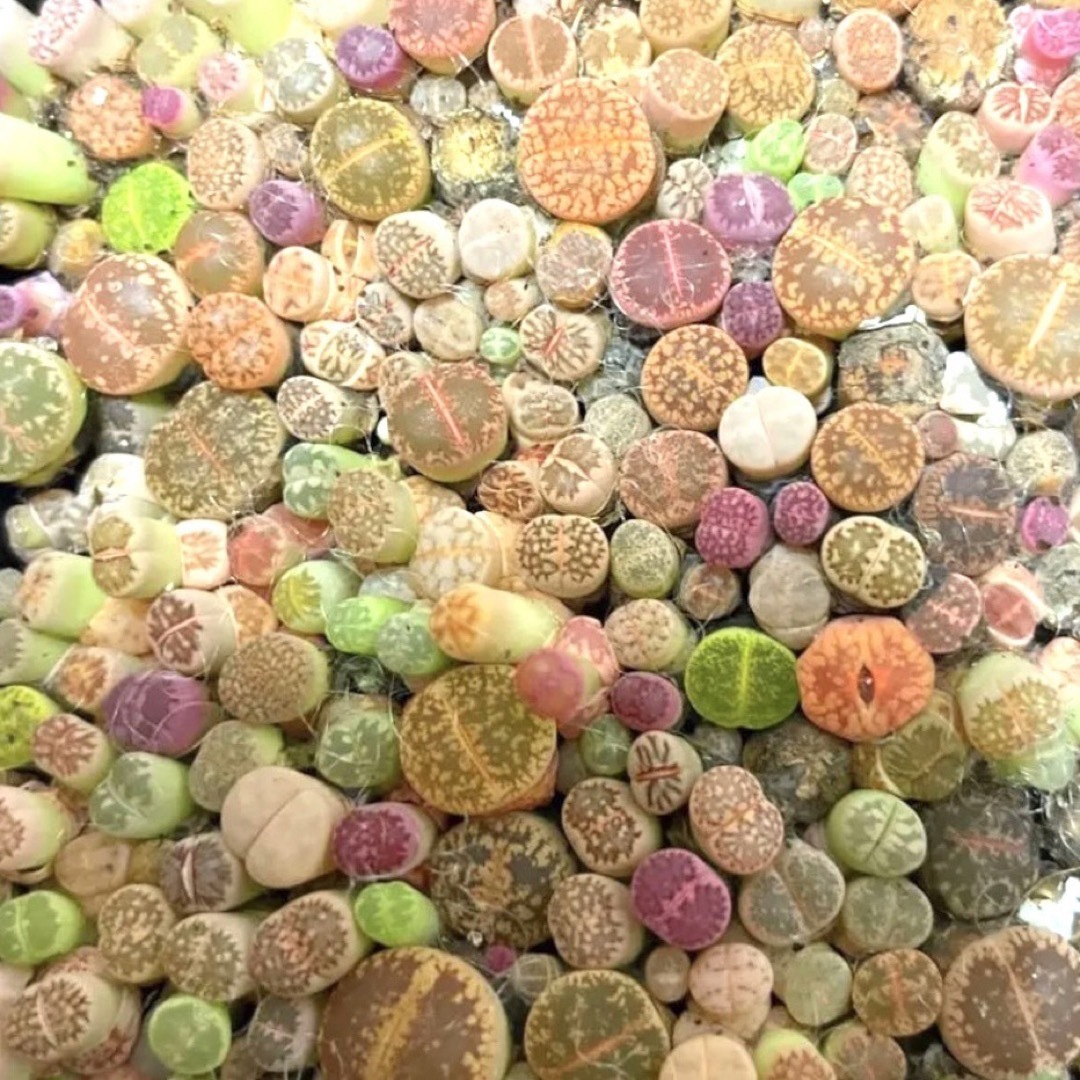 多肉植物 リトープス 色の組み合わせ 1年の苗 ✨30苗 0.5-1.2cm✨ ハンドメイドのフラワー/ガーデン(その他)の商品写真