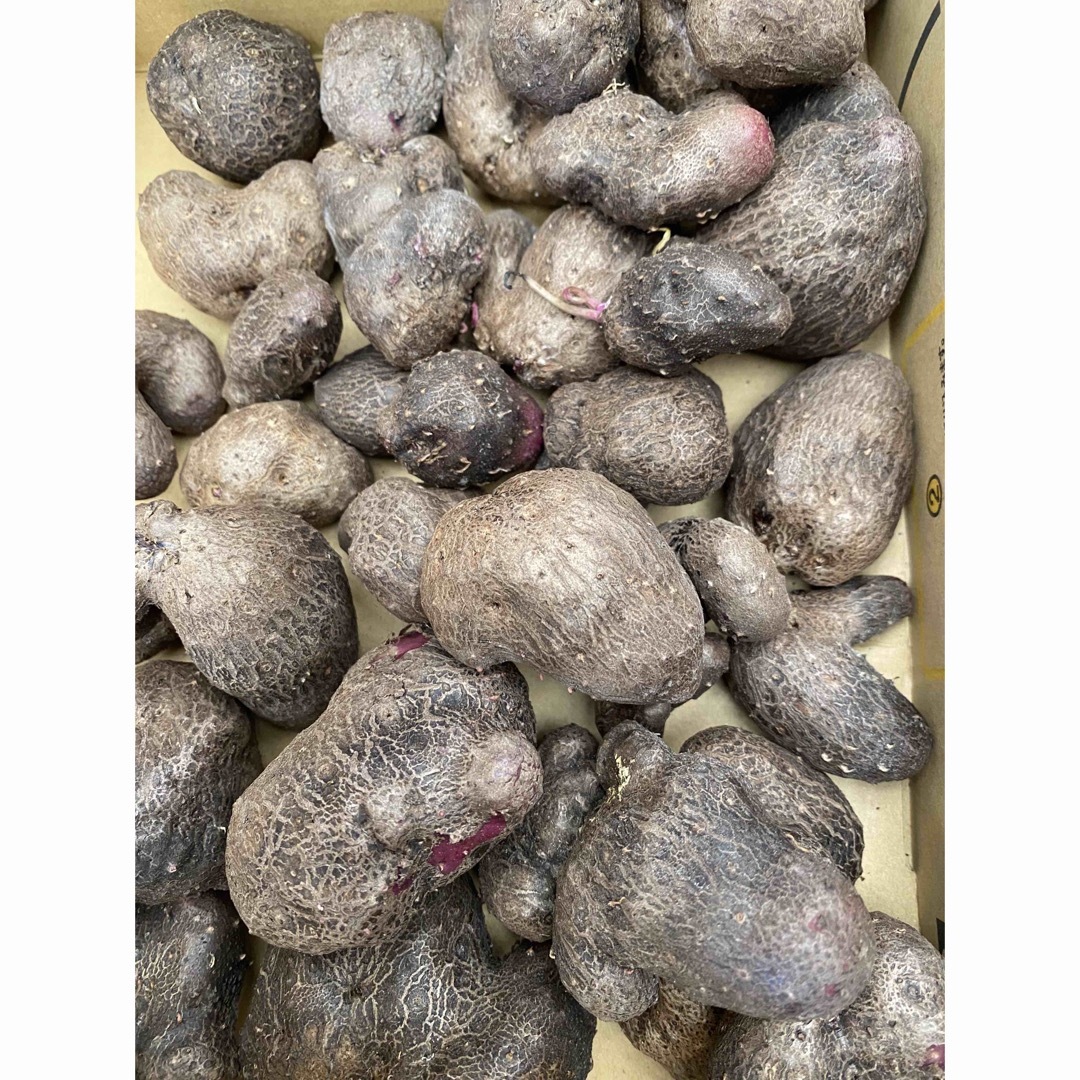 紫山芋のむかご　1キロ 食品/飲料/酒の食品(野菜)の商品写真