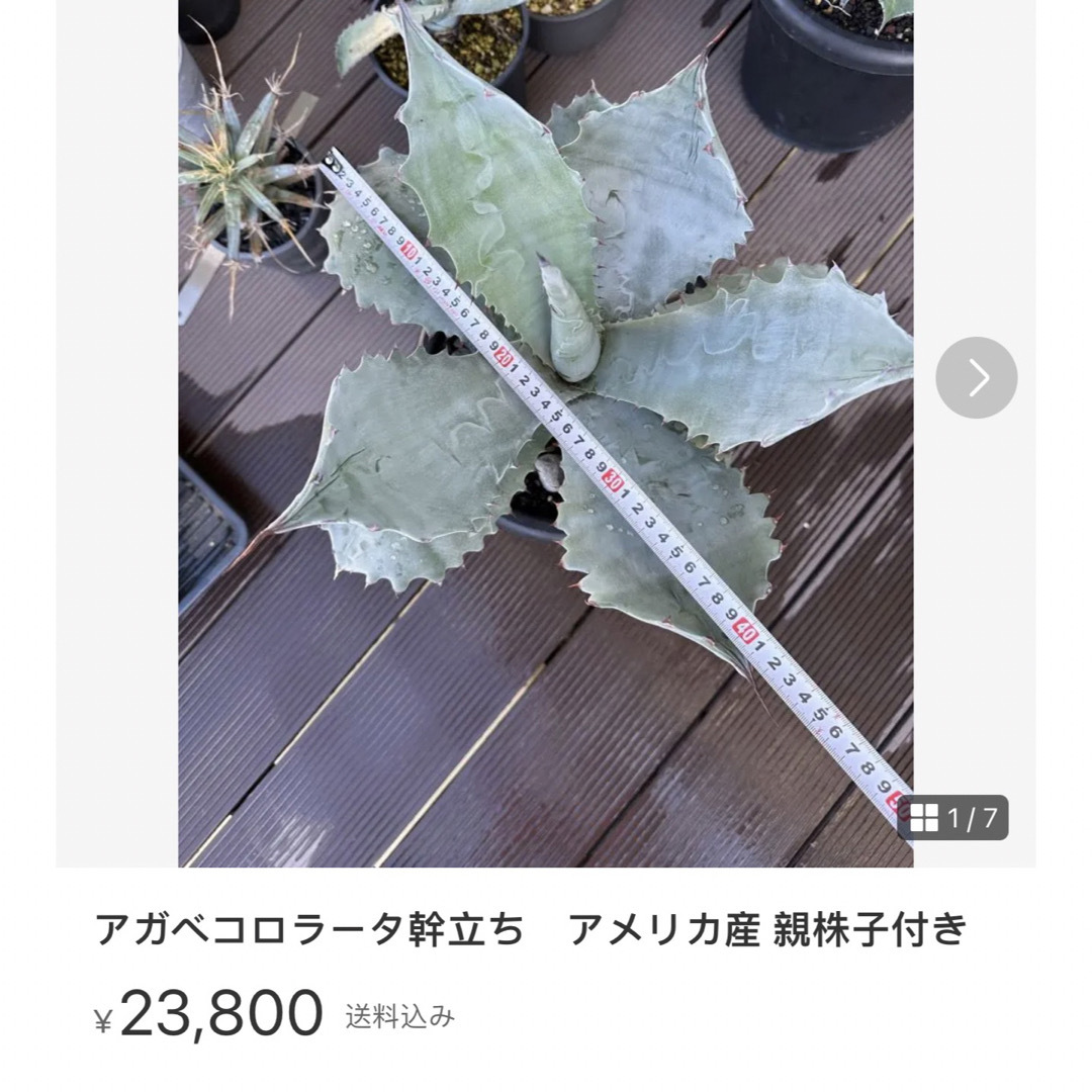 アガベコロラータ幹立ち アメリカ産 親株子付き-