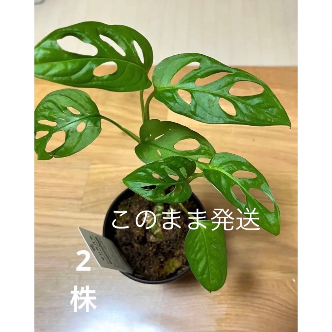 観葉植物　マドカズラ　　苗　鉢のまま ハンドメイドのフラワー/ガーデン(プランター)の商品写真